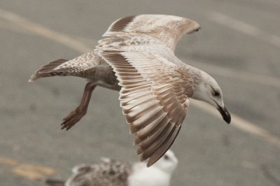 20110427-DSC_0965-2.jpg