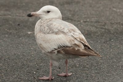 20110427-DSC_0919.jpg