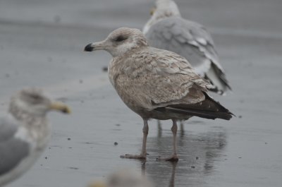 unidentified_confusing__gulls