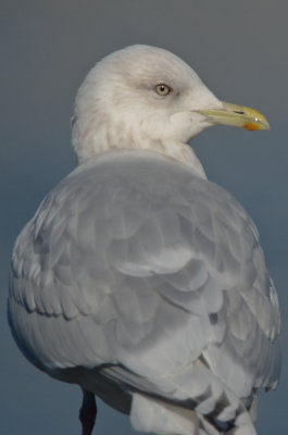 adult kumlien's jodrey fish pier gloucester ma purplish eye ring