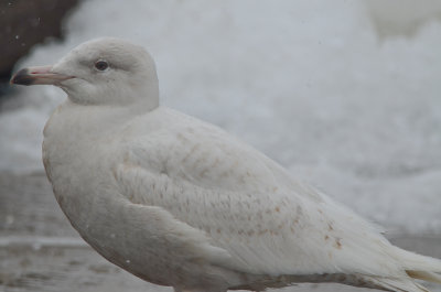 very light slight light tip to bill but no gray scaps, I'll go with 1st yr Glaucous