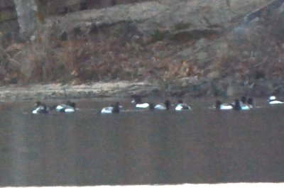Tufted Duck center of photo the one with the dark back, larger than Lesser Scaups