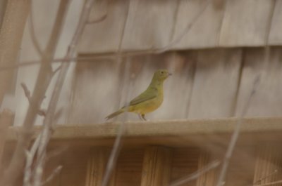 female painted bunting shore road eastham Ma