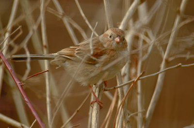 field sparrow wellfleet bay wildlife sanctuary ma.