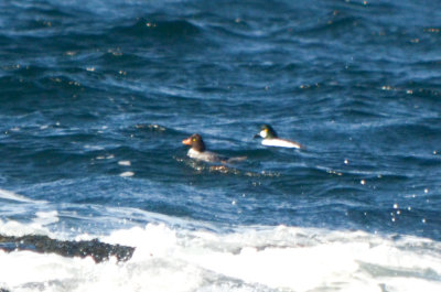 female goldeneye barrows/common?