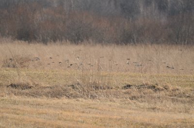 flock of about 50 horned larks cumberland farms middleboro