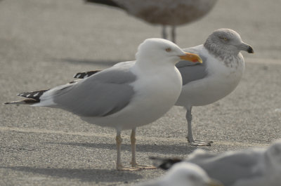 gull with yellow legs salisbury