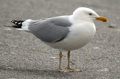 gull with yellow legs salisbury