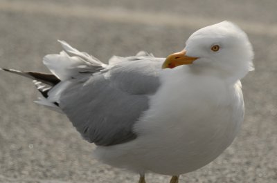 gull with yellow legs salisbury