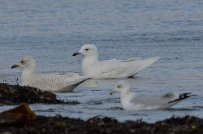 large iceland ( or is it hmmm) all white! brace cove gloucester