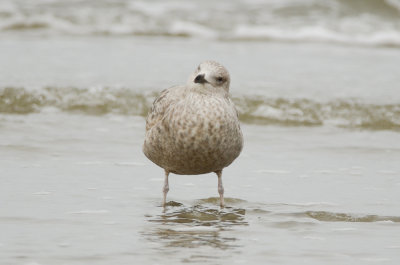 check out the stance interesting gull emerson rocks plum island