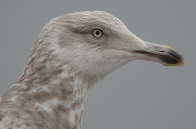 2nd yr herring gull gloucester
