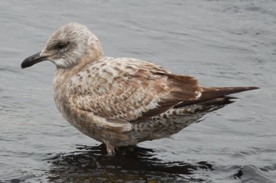 interesting herring type jodrey fish pier gloucester