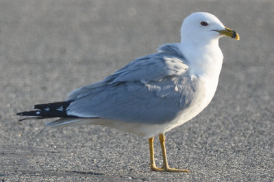 dark eyed ring-billed gull no to little white in tertials(?)