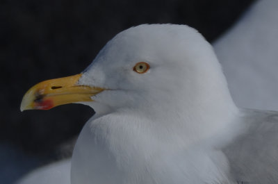herring gull gloucester