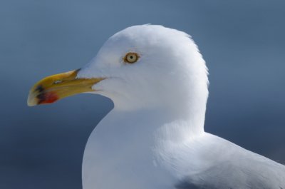 herring gull gloucester