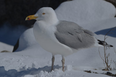 herring gull gloucester dark orange eye ring