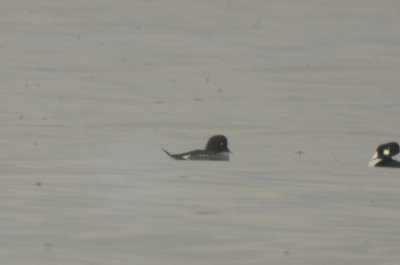 Barrow's 1st yr female plum cove gloucester 1 of 3  in the cove that day
