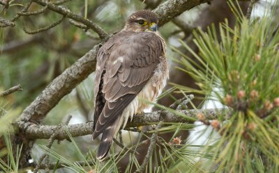 merlin salisbury st res