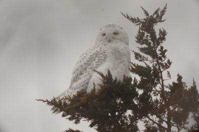 snowy owl pines trail