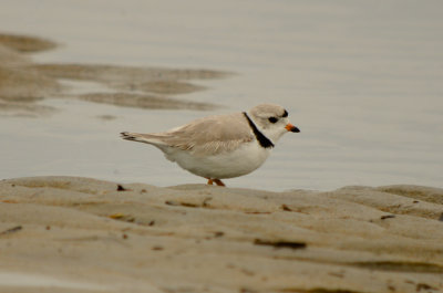 FOY piping plover sandy point plum island