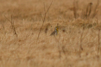 eastern meadow lark william forward WMA rowley