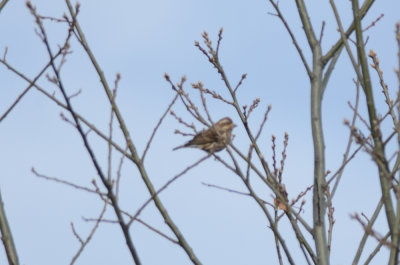 purple finch plum island