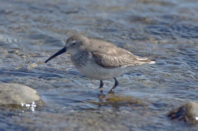 dunlin plum island