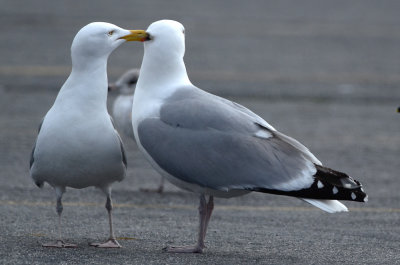 how sweet herring gulls salisbury