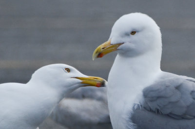 how sweet herring gulls salisbury