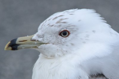 ring-billed gull salisbury