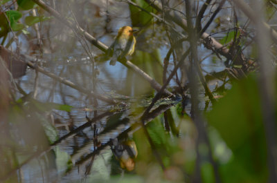 prothonotary warbler JB Little Road Groveland ma