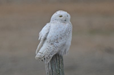 snowy owl plum island