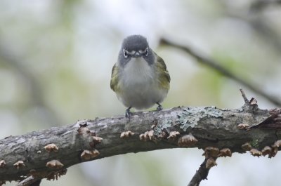 blue-headed vireo plum island