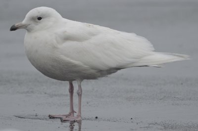 iceland?Glaucous?