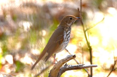 hermit thrush plum island