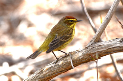 palm warbler (eastern)