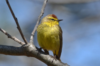 palm warbler not quite there yet plum island