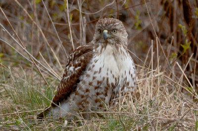 redtailed hawk great meadows