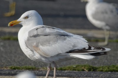 luecistic herring gull same as last yr bird salisbury ( see next)