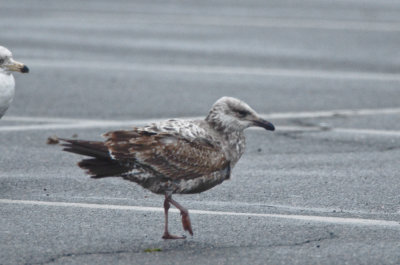 1st yr lesser black-backed gull salisbury state res
