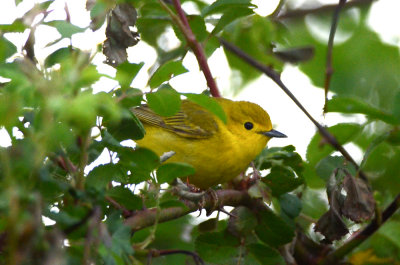 female yellow warbler pi airport