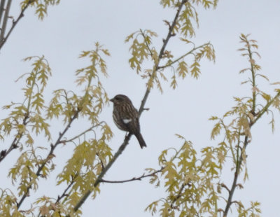 purple finch with white wing bar plum island