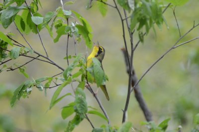 kentucky warbler marblehead