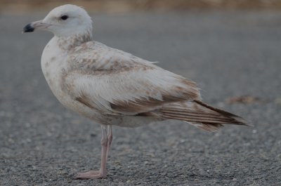 worn herring gull 2nd year salisbury