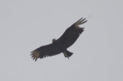 20120510-DSC_8910.jpgblack vulture plum island air port, burnt wings?