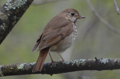 hermit thrush plum island