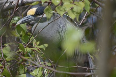 black-crowned night heron plum island