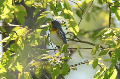 parula with a lot os rusty color on flanks plum island
