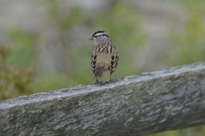 white-crowned sparrow plum island